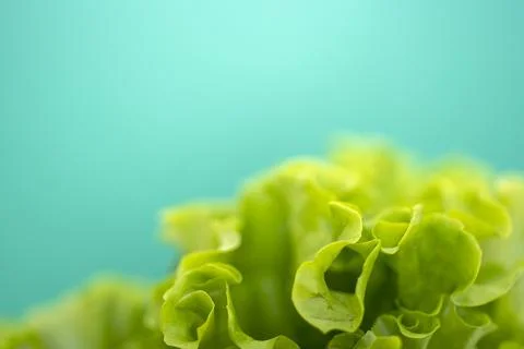 Lettuce leaf on green background with space for text. Stock Photos