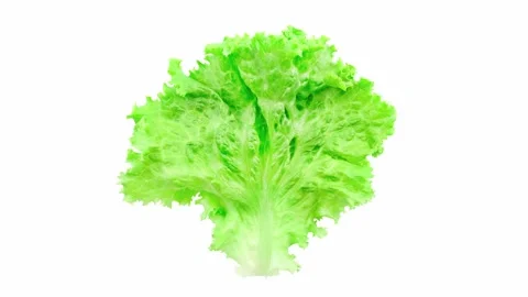 Lettuce leaf green rotating Stock-Footage 166363518
