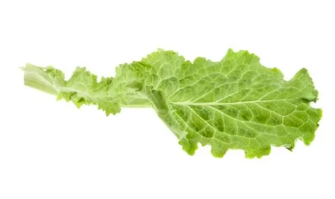 Lettuce leaf isolated on white background Stock Photos