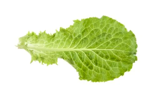 Lettuce leaf isolated on white background Stock Photos