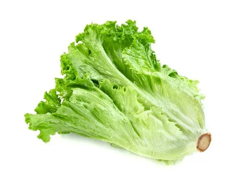 Lettuce leaf isolated on white background ,Green leaves pattern ,Salad ingr.. Stock Photos