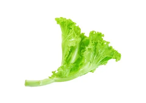 Lettuce leaf isolated on white background ,Green leaves pattern ,Salad ingr.. Stock Photos