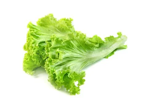 Lettuce leaf isolated on white background ,Green leaves pattern ,Salad ingr.. Stock Photos