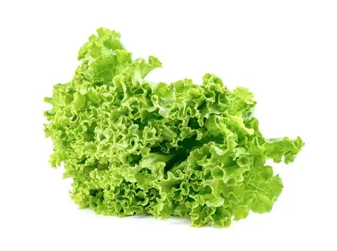 Lettuce leaf isolated on white background ,Green leaves pattern ,Salad ingr.. Stock Photos
