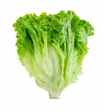 Lettuce leaf isolated on white background ,Green leaves pattern ,Salad ingr.. Stock Photos