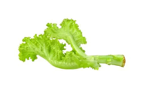 Lettuce leaf isolated on white background ,Green leaves pattern ,Salad ingr.. Stockfoto's