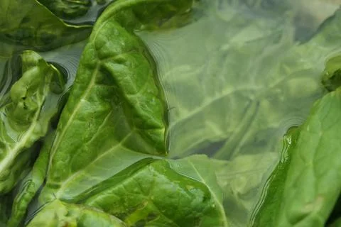 Lettuce leaf left in kitchen sink amid food prep an essential salad ingredient Stock-Fotos