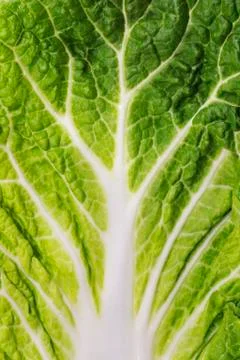 Lettuce leaf Foto stock