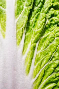 Lettuce leaf Stock Photos