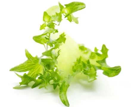 Lettuce Leaf Stock Photos