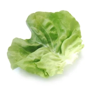 Lettuce Leaf Stock Photos