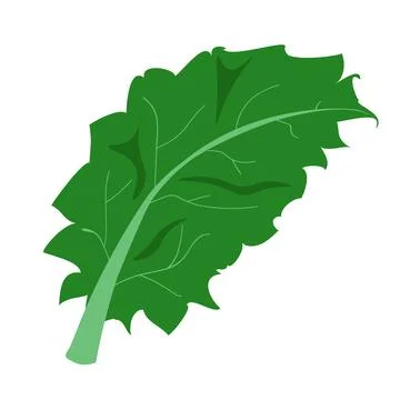 Lettuce leaf, vegetable drawn in vector Stock Illustration