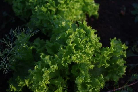 Lettuce leaf vegetable in the garden Stock Photos