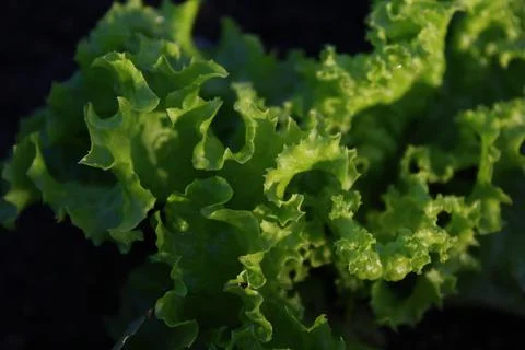 Lettuce leaf vegetable in the garden Stock Photos