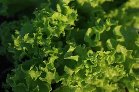 Lettuce leaf vegetable in the garden Stock Photos