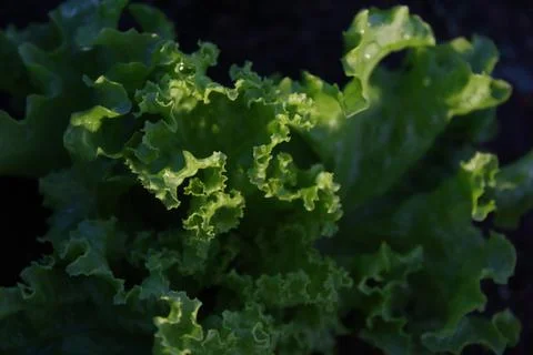 Lettuce leaf vegetable in the garden Stock Photos