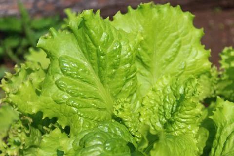 Lettuce leaf vegetable in the garden Foto stock