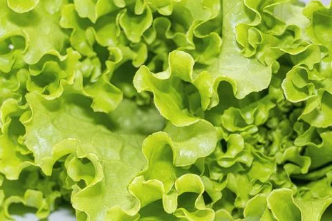 Lettuce leaf on a white background close-up. isolate 스톡 사진