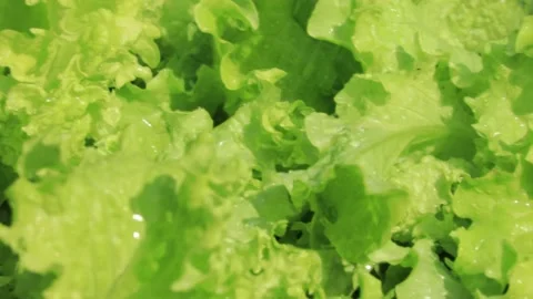 Lettuce leaves are under the rain. Closeup. Stock Footage 206441686