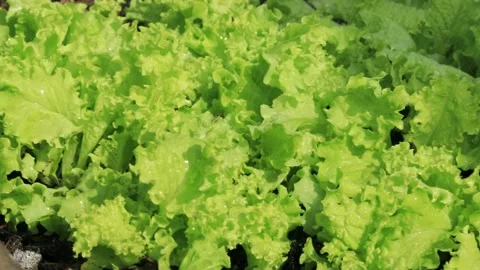 Lettuce leaves are under the rain. Stock Footage 206441813