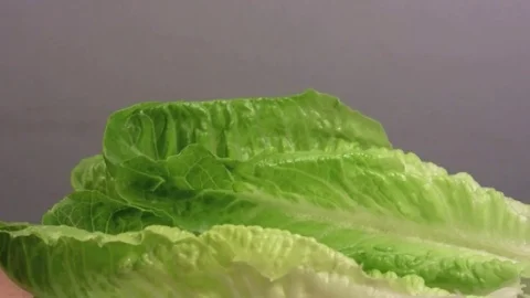 Lettuce leaves being selected 動画素材 73714542