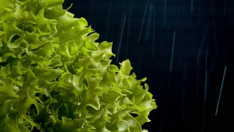 Lettuce leaves on a black background drops of water Stock Footage 156287961