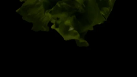 Lettuce leaves on black background Stock Footage 80607618