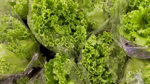 Lettuce leaves in bunches Stock Footage 243437592