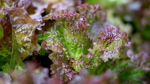 Lettuce leaves in dappled sunlight close up Stock Footage 52401720