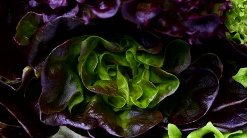 Lettuce leaves extreme close-up Stock Footage 263567534