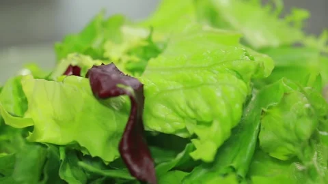 Lettuce leaves Stock Footage 140539330