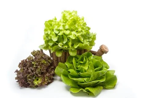 Lettuce leaves Stock Photos