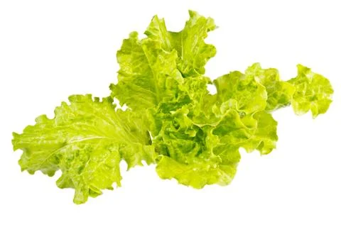 Lettuce leaves Stock Photos