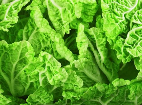 Lettuce leaves Stock Photos