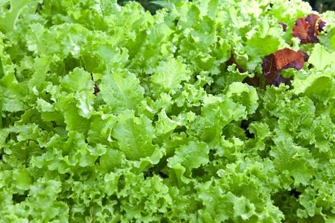 Lettuce leaves Stock Photos