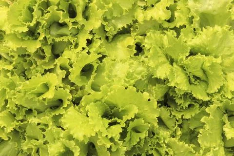 Lettuce leaves Stock Photos