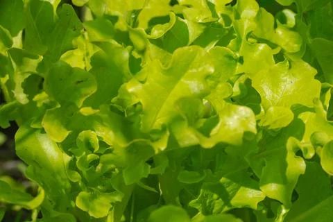 Lettuce leaves on a vegetable patch Stock Photos