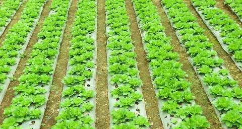 Lettuce lined up in the farm Stock Photos