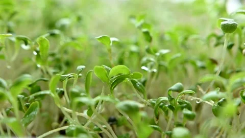 Lettuce microgreens Stock Footage 181492175