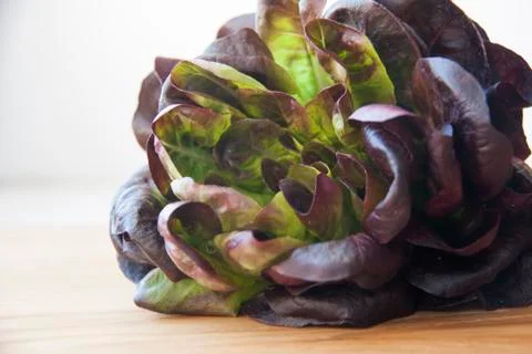Lettuce oakleaf Stock Photos