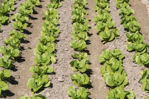 Lettuce in the orchard Stock Photos