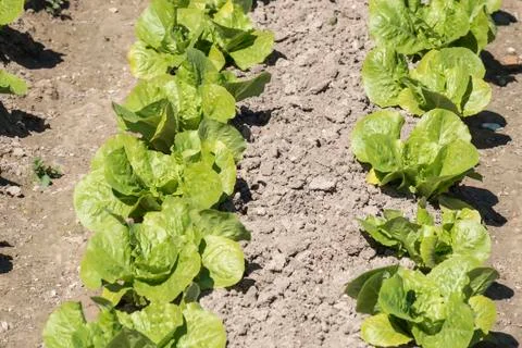 Lettuce in the orchard Stock Photos