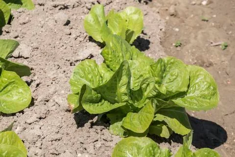 Lettuce in the orchard Stock Photos