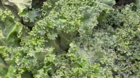 Lettuce Outbreak 4 動画素材 340039972