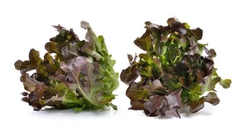 Lettuce on over white background Stock Photos