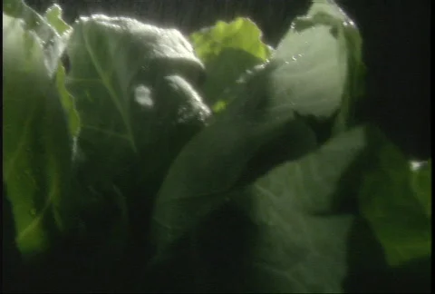 Lettuce Pan 1 Stock Footage 143739