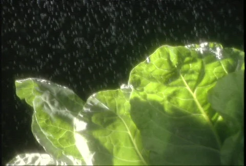 Lettuce Pan 2 Stockbeeldmateriaal 143741