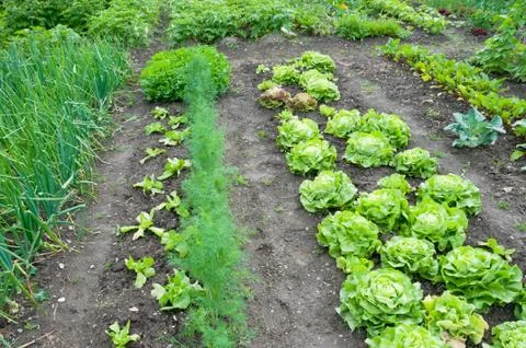 Lettuce on a patch with other vegetables Stock Photos