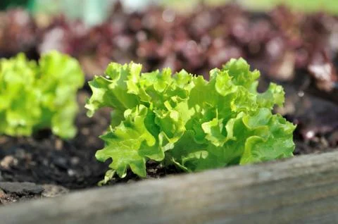 Lettuce in a patch Stock Photos