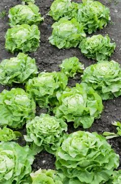 Lettuce on a patch Stock Photos